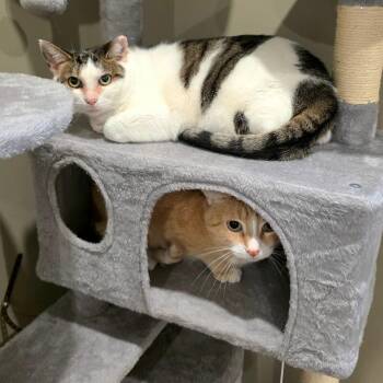 Daisy -  Domestic Short Hair Cat for Adoption - Daisy | PetCurious
