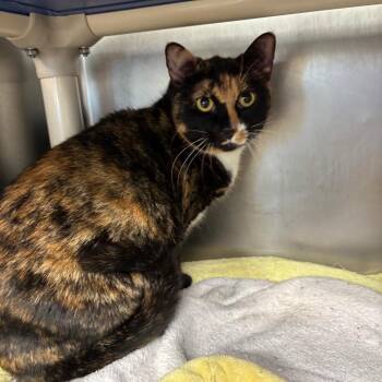 Gracey -  Domestic Short Hair Cat for Adoption in Galax, Virginia - Gracey | PetCurious
