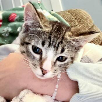 Scooter -  Domestic Short Hair Cat for Adoption in Des Moines, Iowa - Scooter | PetCurious