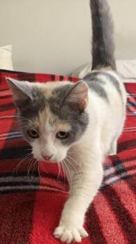 Domestic Short Hair Cats Available for Adoption - Laurel Rose | PetCurious