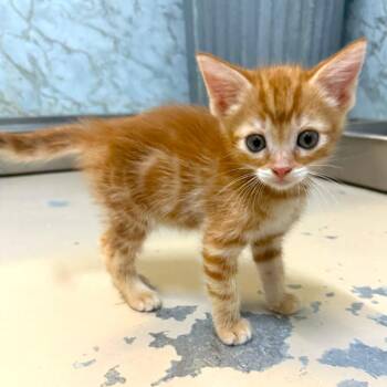 WREN -  Domestic Short Hair Cat for Adoption in Joshua Tree, California - WREN | PetCurious