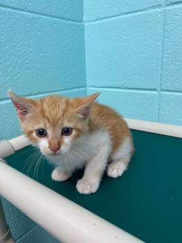 Domestic Short Hair Cats Available for Adoption in Spruce Pine, North Carolina - Scoobert | PetCurious