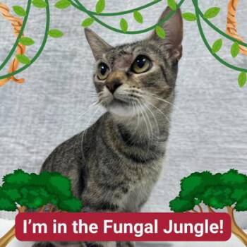 Rescue Domestic Short Hair Cats for Adoption in Carrollton, Texas - Snow White | PetCurious