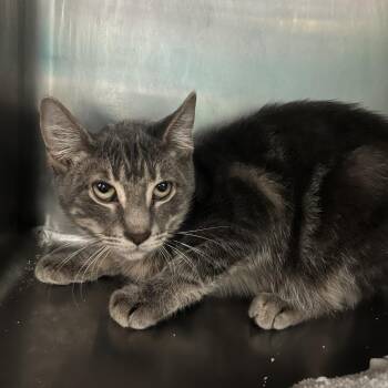 Domestic Short Hair Cats Available for Adoption in Lakeland, Florida - Cannon | PetCurious
