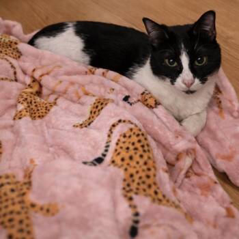 Tess -  Domestic Medium Hair Cat for Adoption in Asher, Oklahoma - Tess | PetCurious