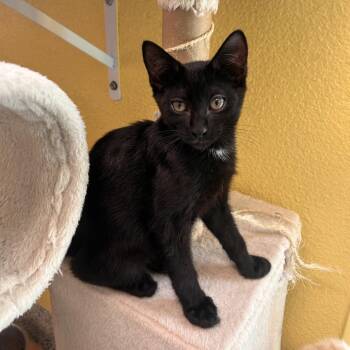 Jack -  Domestic Short Hair Cat for Adoption in Fresno, California - Jack | PetCurious