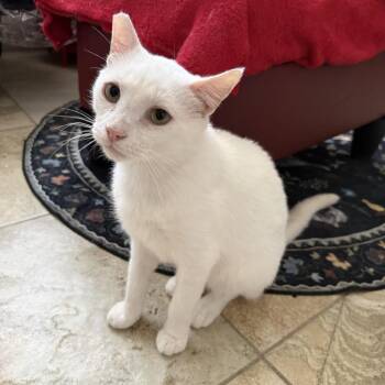 Mako -  Domestic Short Hair Cat for Adoption in Bridgeville, Pennsylvania - Mako | PetCurious