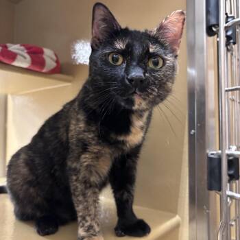 Butters -  Domestic Short Hair Cat for Adoption in Worcester, Massachusetts - Butters | PetCurious