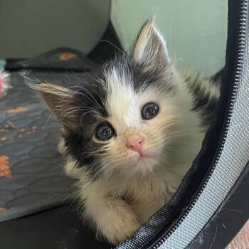 Daisy (Bonded with Oliver) -  Domestic Long Hair Cat for Adoption in Portland, Oregon - Daisy (Bonded With Oliver) | PetCurious