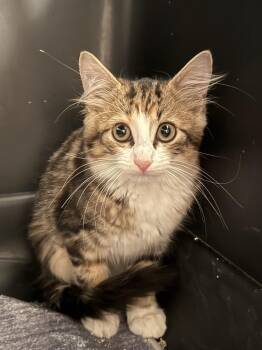 Catalina -  Domestic Medium Hair Cat for Adoption in Bolivar, Missouri - Catalina | PetCurious