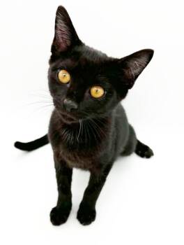 Agatha our love - A perfect kitten for all families - VIDEOS -  Bombay Cat for Adoption in Bedford Hills, New York - Agatha Our Love - A Perfect Kitten For All Families - VIDEOS | PetCurious