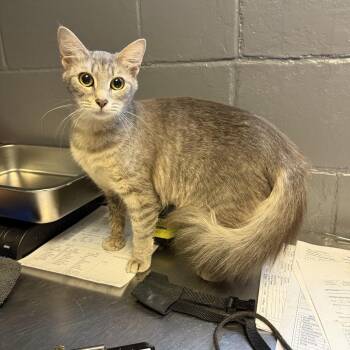 TUSC-Stray-84789_2_3 -  Domestic Medium Hair Cat for Adoption in Tuscaloosa, Alabama - TUSC-Stray-84789_2_3 | PetCurious