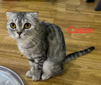 Rescue Scottish Fold Cats for Adoption in Snow Hill, Maryland - Cassie | PetCurious