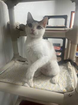 Sofia -  Domestic Short Hair Cat for Adoption in Corpus Christi, Texas - Sofia | PetCurious