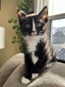 Domestic Short Hair Cats Available for Adoption in New Bedford, Massachusetts - Clarabelle (must Adopt With Horace) | PetCurious