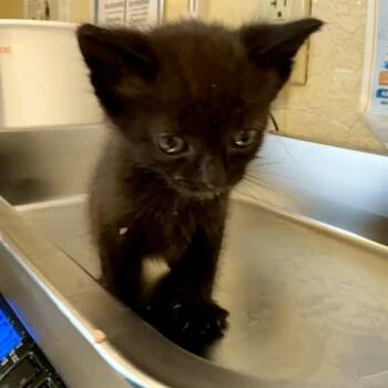 WILBUR -  Domestic Short Hair Cat for Adoption in Fort Myers, Florida - WILBUR | PetCurious
