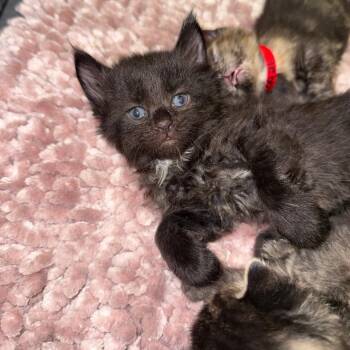 Gregory -  Domestic Short Hair Cat for Adoption in Chicago, Illinois - Gregory | PetCurious