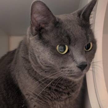 Avocado -  Domestic Short Hair Cat for Adoption in South Burlington, Vermont - Avocado | PetCurious