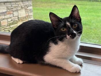 Rescue Domestic Short Hair Cats for Adoption in Little Rock, Arkansas - Marble | PetCurious