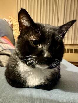 Simmons -  Domestic Short Hair Cat Available for Adoption in Pawtucket, Rhode Island - Simmons | PetCurious