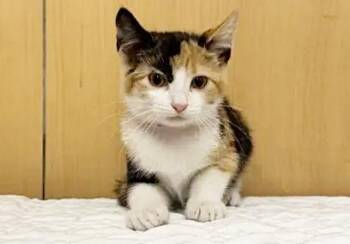 IZZY -  Domestic Short Hair Cat for Adoption in Brentwood, Missouri - IZZY | PetCurious