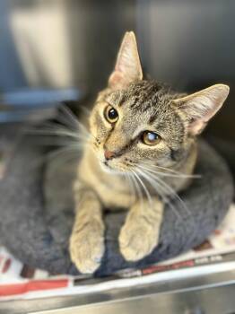 Rescue Domestic Short Hair Cats for Adoption in Bridgewater, New Jersey - Horizon | PetCurious