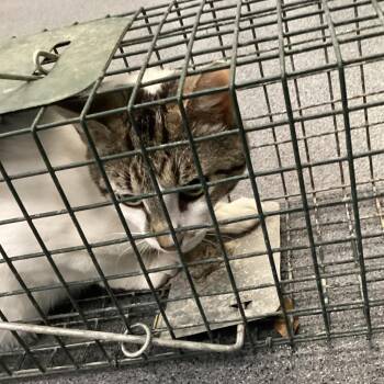Domestic Short Hair Cats Available for Adoption in Montgomery, Alabama - Feral Mama | PetCurious