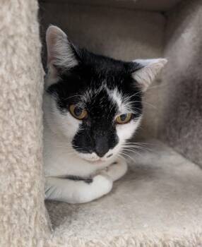 Rescue Domestic Short Hair Cats for Adoption in West Palm Beach, Florida - Patches | PetCurious