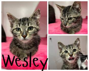 Wesley -  Domestic Short Hair Cat for Adoption in Pierceton, Indiana - Wesley | PetCurious