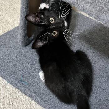 Hanes -  Domestic Short Hair Cat for Adoption in Houston, Texas - Hanes | PetCurious