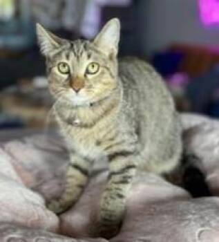 Rescue Domestic Short Hair Cats for Adoption in Liverpool, Texas - Carly | PetCurious