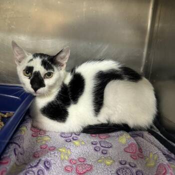 Masque -  Domestic Short Hair Cat for Adoption in Tipp City, Ohio - Masque | PetCurious