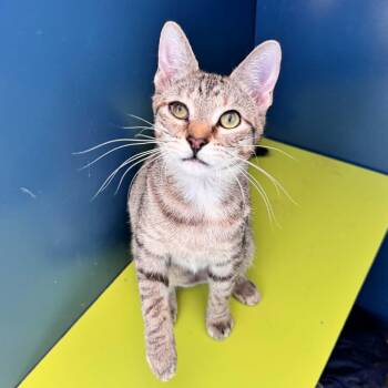 Domestic Short Hair Cats Available for Adoption - When | PetCurious