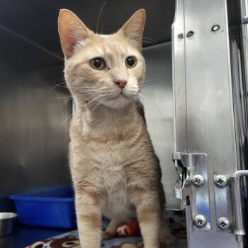Domestic Short Hair Cats Available for Adoption in Idaho Falls, Idaho - Papito | PetCurious
