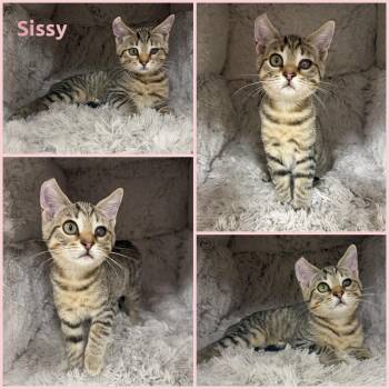 Sissy -  Domestic Short Hair Cat for Adoption in Windy Hills, Kentucky - Sissy | PetCurious