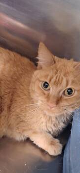 Domestic Short Hair Cats Available for Adoption - Andrew | PetCurious