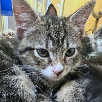 Glabella -  Domestic Medium Hair Cat for Adoption in Walnut Creek, California - Glabella | PetCurious