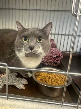 Domestic Short Hair Cats Available for Adoption in Rock Springs, Wyoming - Rainy | PetCurious