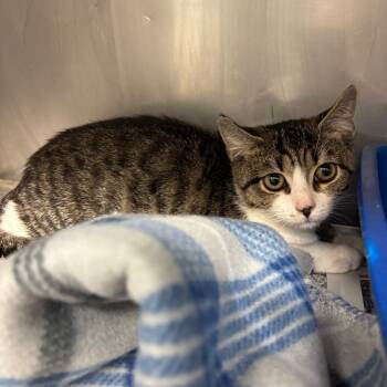 Rescue Domestic Short Hair Cats for Adoption in Ruckersville, Virginia - Flame | PetCurious