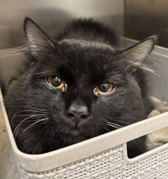 Aku -  Domestic Medium Hair Cat for Adoption in Golden, Colorado - Aku | PetCurious