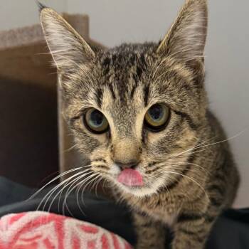 Domestic Short Hair Cats Available for Adoption - Frenchie | PetCurious