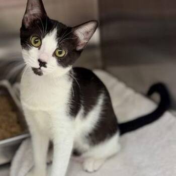 Inky -  Domestic Short Hair Cat for Adoption in New Fairfield, Connecticut - Inky | PetCurious