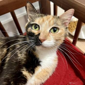 Birdie -  Domestic Short Hair Cat for Adoption in Richmond, Virginia - Birdie | PetCurious