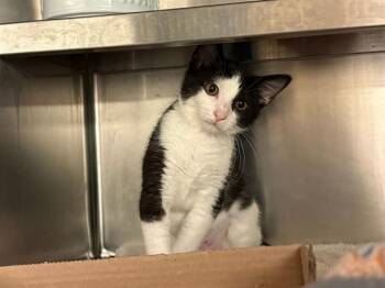 KITTNEY SPEARS -  Domestic Short Hair Cat for Adoption in Fort Wayne, Indiana - KITTNEY SPEARS | PetCurious
