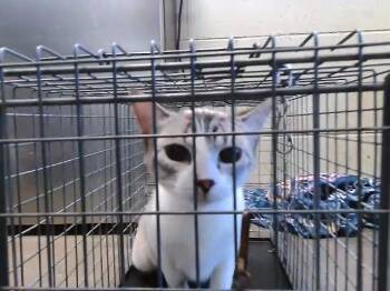 BUTTER -  Domestic Short Hair Cat for Adoption in Tulsa, Oklahoma - BUTTER | PetCurious