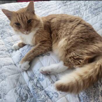 Rescue Domestic Medium Hair Cats for Adoption in Austin, Texas - Jack - Friends With Scout | PetCurious