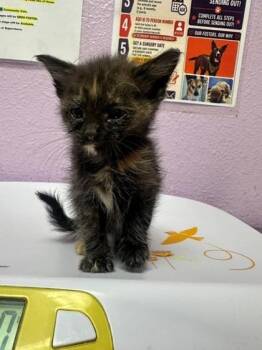 61355897 -  Domestic Short Hair Cat for Adoption in El Paso, Texas - 61355897 | PetCurious