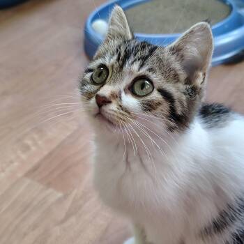 Johnny -  Tabby and Domestic Short Hair Cat Available for Adoption in Montour Falls, New York - Johnny | PetCurious