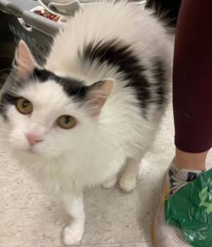 Domestic Long Hair Cats Available for Adoption in Kansas City, Missouri - Her Royal Highness | PetCurious