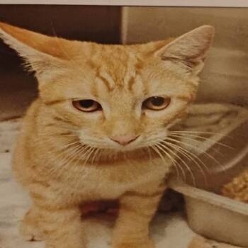 Cheese Louise -  Domestic Short Hair Cat for Adoption in Grantsville, Utah - Cheese Louise | PetCurious